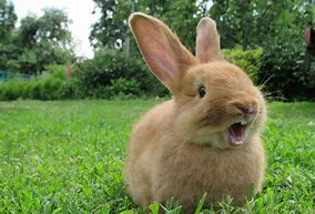 Image result for Cute Pet Rabbit Clip Art