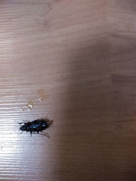 家里出现米粒大小黑色硬壳的小虫子，这是什么虫？如何去除？_百度知道