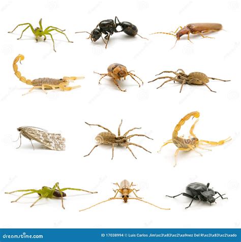 Insects and arachnids stock photo. Image of pest, moths - 17038994