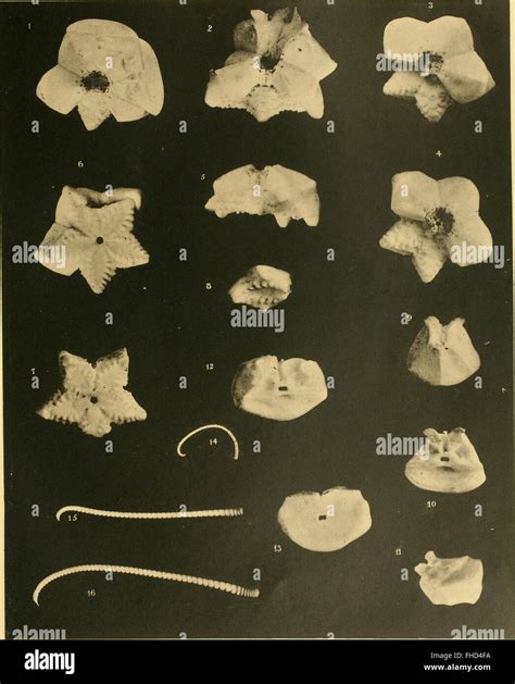 A study of stalked crinoids collected during the Siboga Expedition, documenting the species ...