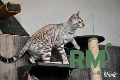 Jazmin – RM Bengal Kittens