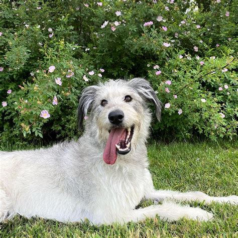 Husky Poodle Mix (HuskyDoodle): Owner's Guide