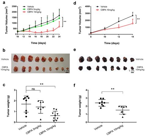 Identification of CBPA as a New Inhibitor of PD-1/PD-L1 Interaction