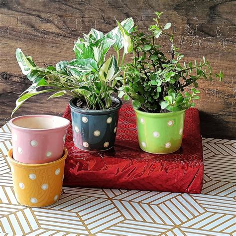 Niyara Small Combo Ceramic planters Pot for Home Garden Balcony (Small ...