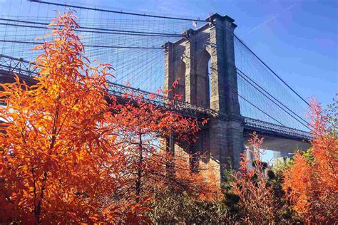 Fall In Nyc Brooklyn at Carl Buteau blog