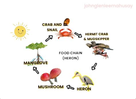 Mangrove Swamp Food Web