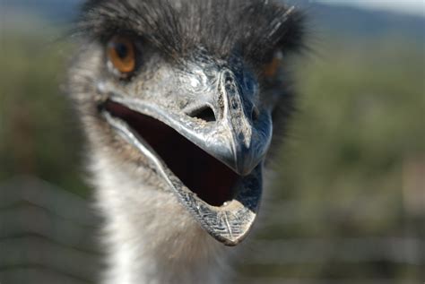 Flies in your Teeth: Ostriches, Emu’s and a Danish Town in the US