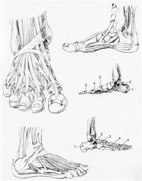 How to Draw the Foot : Drawing Feet and the Anatomy of them Reference ...