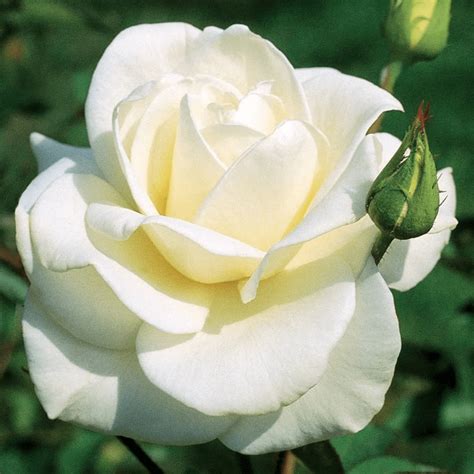 10 Hybrid Tea Rose Varieties to Grow - Birds and Blooms