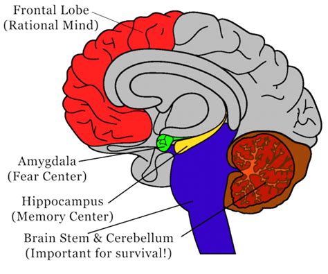 How Trauma Changes Your Brain — South Counseling