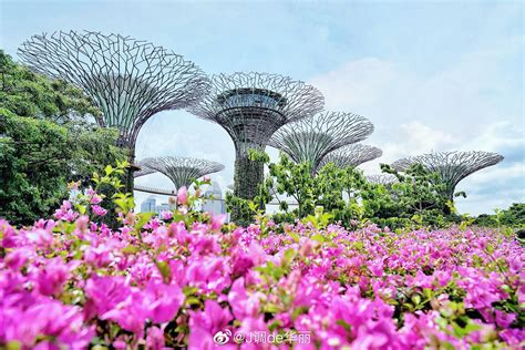 新加坡滨海湾花园丨新加坡市中心的超级花园