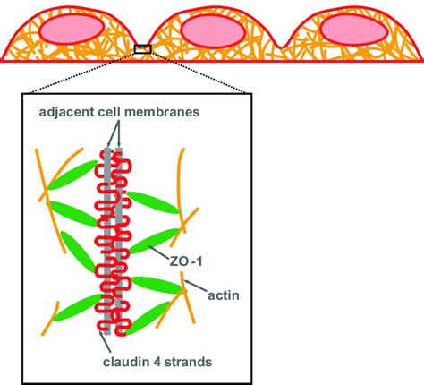 Image result for Actin Polymerization Process