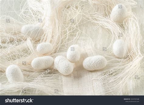 Silkworm Cocoons Silk Cocoon Commercially Bred Stock Photo 1929787448 ...