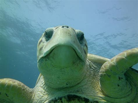 BAHAMA DIVERS (2026) All You Need to Know BEFORE You Go (with Photos ...