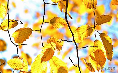 秋天植物黄色树叶摄影图高清摄影大图-千库网