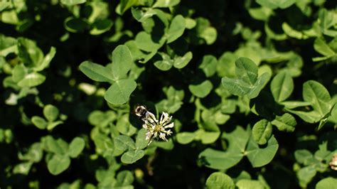 The Case for Clover Lawns, the Environmentally Friendly Alternative to ...