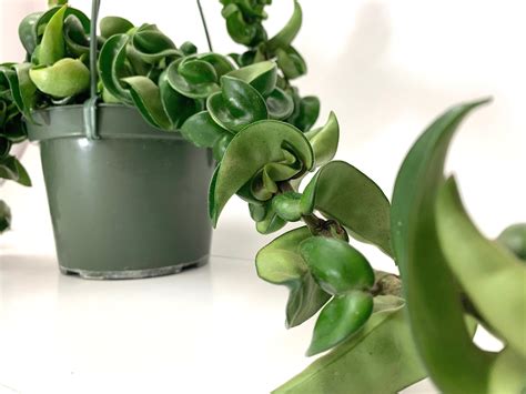 Buy Hoya Compacta aka Hoya Hindu Rope Available in 2", 4", and 6" Pot ...