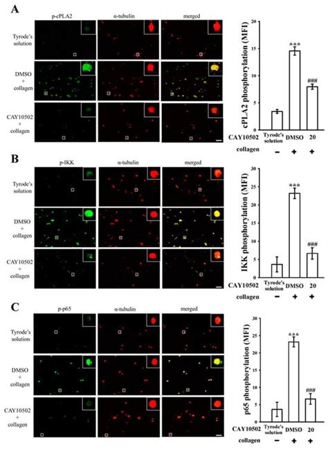 Eugenol: A Potential Modulator of Human Platelet Activation and Mouse ...