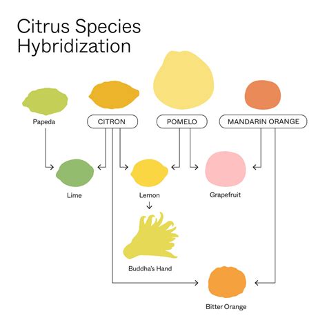 Hybridization Of Fruits
