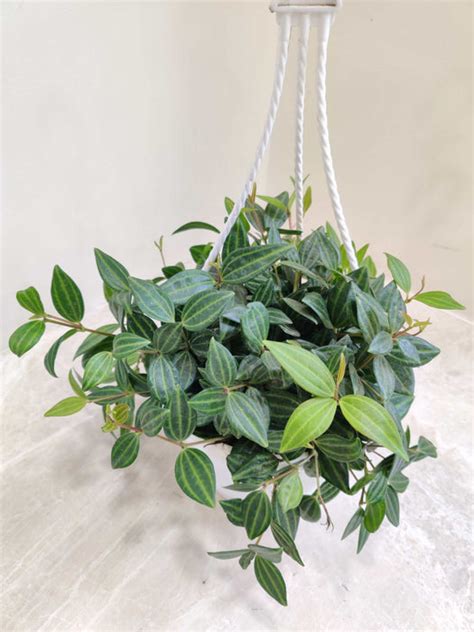 Buy Peperomia Caperata Green Hanging Plant - Charming and Green ...