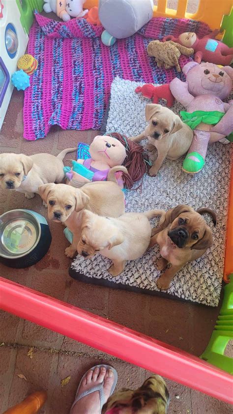 Pugalier - Salisbury East - PetsForHomes