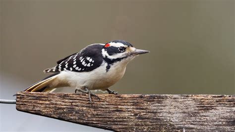 Black And White Striped Bird