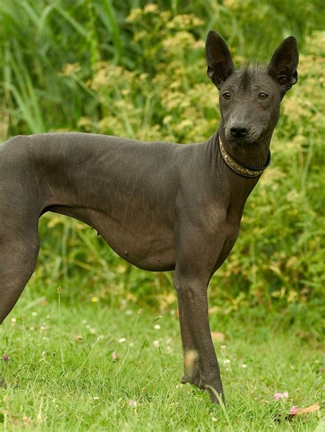 Xoloitzcuintli: Ancient Hairless Dog