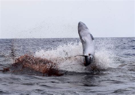 Rare video captures orca pod hunting a pygmy sperm whale | National Geographic