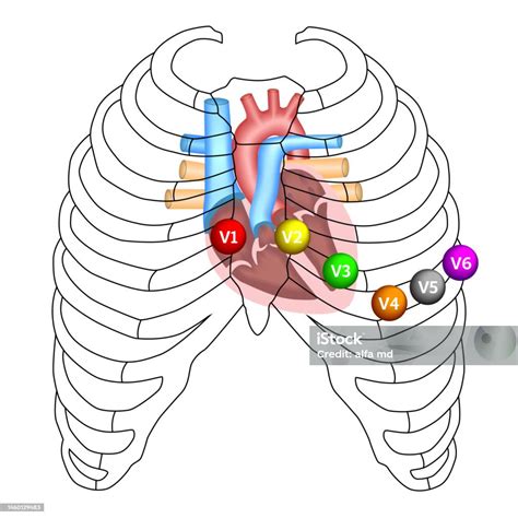 Position Of Ecg Chest Leads Stock Illustration - Download Image Now ...