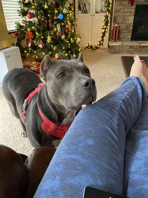 Gwinnett Humane Society – Helping complete Gwinnett families, one pet ...