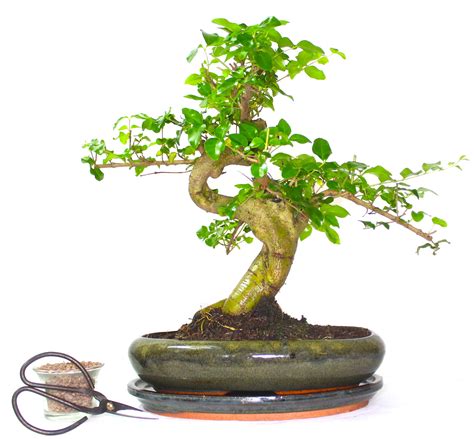 The Bonsai Plants Real Live Ligustrum Mandarin Tree Bonsai Indoor ...