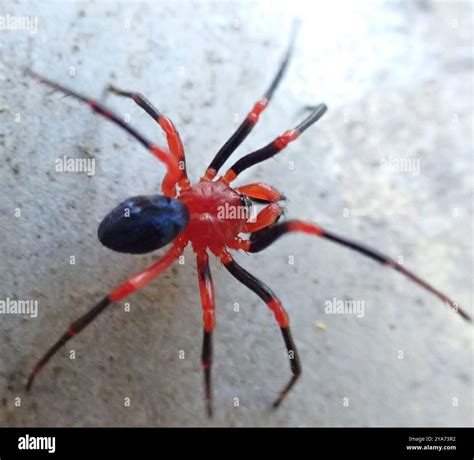 red-and-black Spiders (Nicodamidae) Arachnida Stock Photo - Alamy