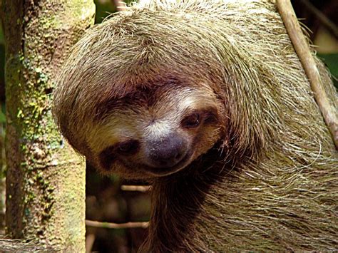 Image result for Sloth Guide Vesteria