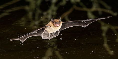 BIOFEST Bat Walk With David Rees NPWS, Cecas.ie, Clonakilty, 18 May to ...
