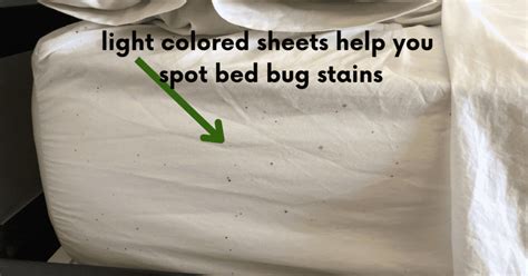 What to Wear to Prevent Bed Bug Bites: Tips and Myths