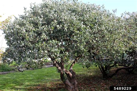 pineapple-guava (Acca sellowiana)