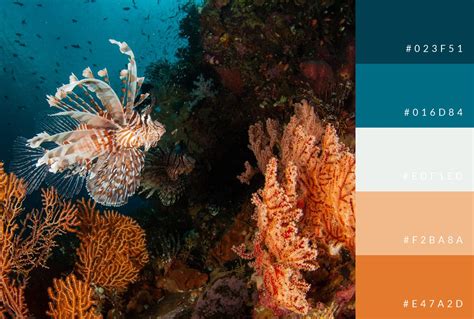 Coral Reef Colors