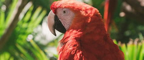 Download wallpaper 2560x1080 macaw, parrot, colorful, bird dual wide ...