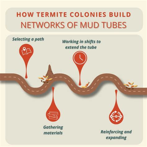 How Do Termite Colonies Create Mud Tunnels? | Inside & Out Pest Services