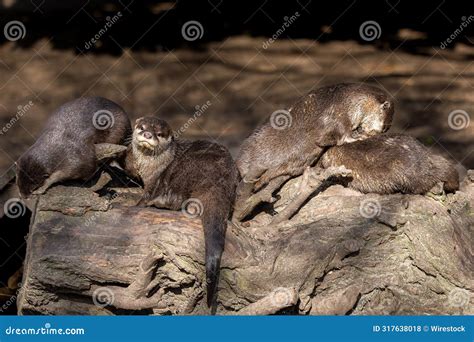 Asian Small-clawed Otters Basking on Rocks in Sunlight Stock Photo ...