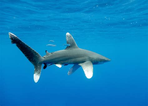 Oceanic Whitetip Shark (Carcharhinus longimanus) - ANGARI Foundation
