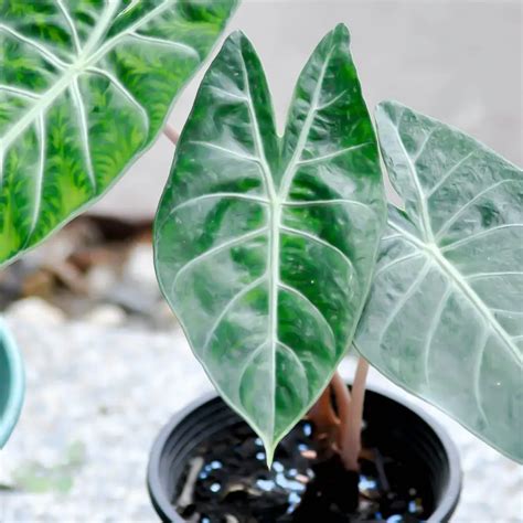 Fruta del monje: cómo utilizar este endulzante que no tiene calorías y ...