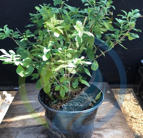 Fever Tea Plant - Nursery, Plants, Health & Beauty Hartbeespoort