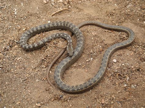 Galapagos racer snake - Galapagos Conservation Trust