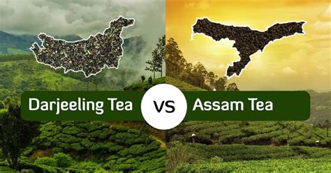 Assam Tea vs Darjeeling Tea: Exploring the Differences
