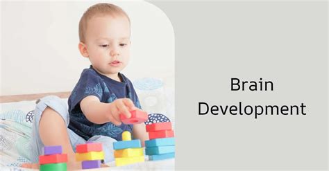 Brain Development in Infancy and Toddlerhood: Unlocking Your Child's P ...