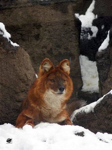 Small Dog Breeds Native To Asia: Discover The Unique