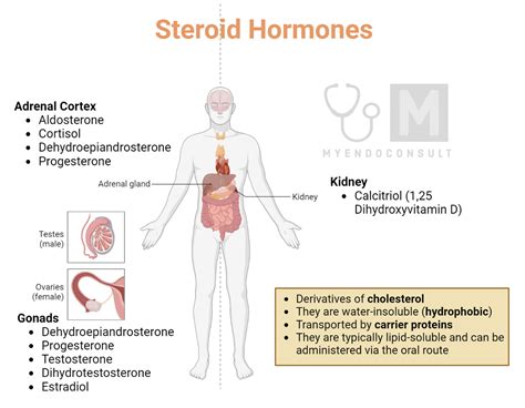 Steroid Hormones Hormones And Health