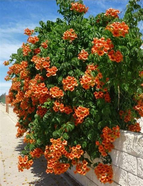 Trumpet Creeper Vine Seeds (Campsis radicans)