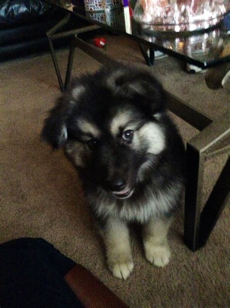 My Alaskan Malamute/German Shepherd mix. He is the cutest thing ever ...
